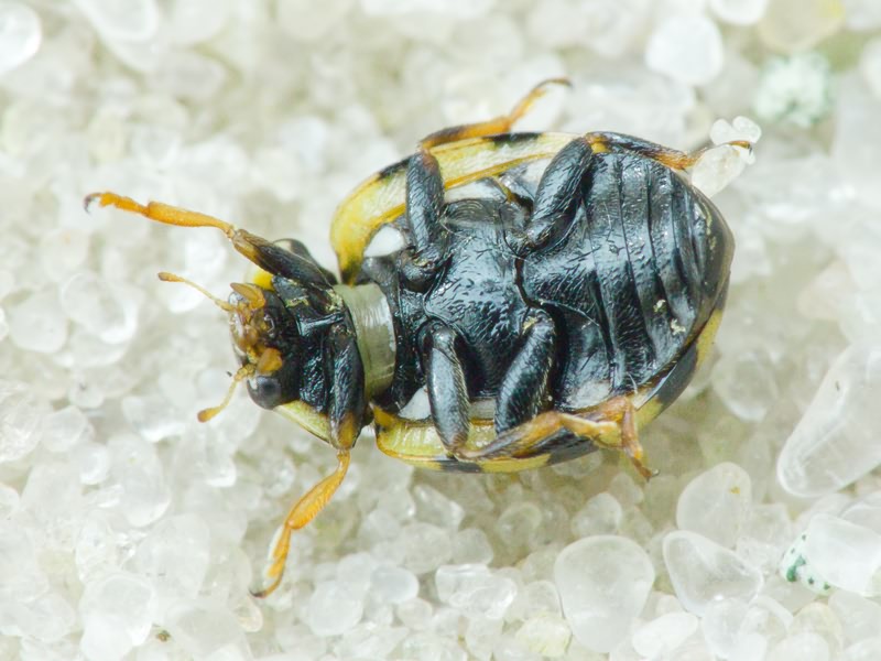 Coccinula quatuordecimpustulata (Linnaeus, 1758)